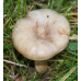 Мицелий Млечника жгуче-млечного / Млечник садовый (Lactarius pyrogalus)